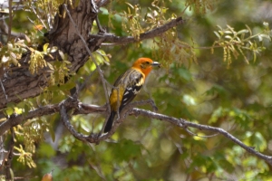 Flame-colored Tanager x Western Tanager (Hybrid)