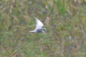 Whiskered Tern (Cape May Pt, over Bunker Pond)